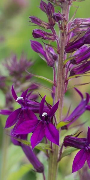 LOBELIA X Speciosa 'Hadspen Purple' PBR 2 LOBELIA X Speciosa 'Hadspen Purple' PBR - Image 2