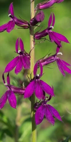LOBELIA X Speciosa 'Hadspen Purple' PBR