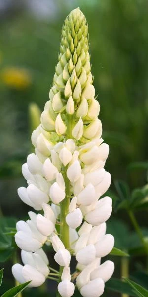LUPINUS 'Noble Maiden' (Band Of Nobles Series) 1 LUPINUS 'Noble Maiden' (Band Of Nobles Series)