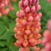 LUPINUS 'Terracotta' ('Wclterr' PBR)