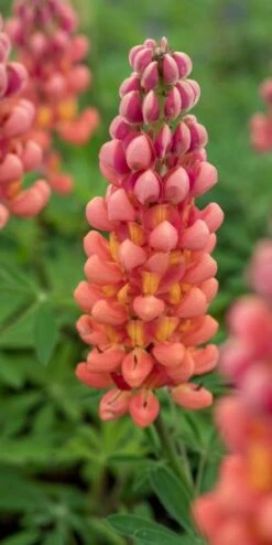 LUPINUS 'Terracotta' ('Wclterr' PBR)