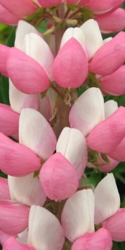 LUPINUS 'The Chatelaine' (Band Of Nobles Series)