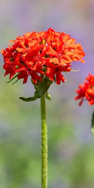 LYCHNIS Chalcedonica 1 LYCHNIS Chalcedonica