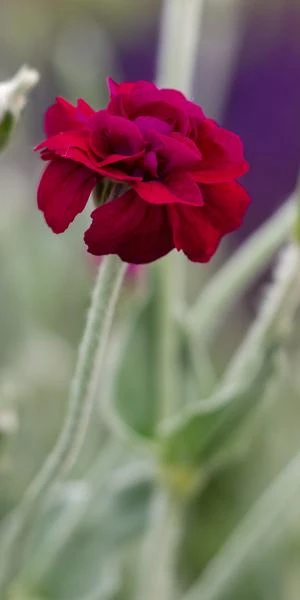 LYCHNIS Coronaria 'Gardeners World' 2 LYCHNIS Coronaria 'Gardeners World' - Image 2
