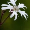 LYCHNIS Flos-cuculi 'White Robin'