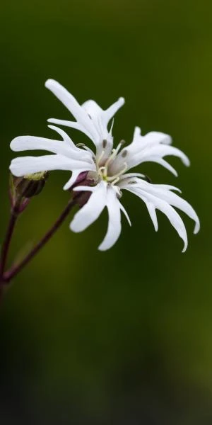 LYCHNIS Flos-cuculi 'White Robin' 1 LYCHNIS Flos-cuculi 'White Robin'