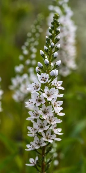 LYSIMACHIA Barystachys 1 LYSIMACHIA Barystachys