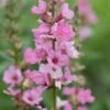 LYTHRUM Salicaria 'Blush'