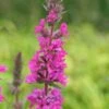 LYTHRUM Salicaria 'Feuerkerze' (Firecandle)