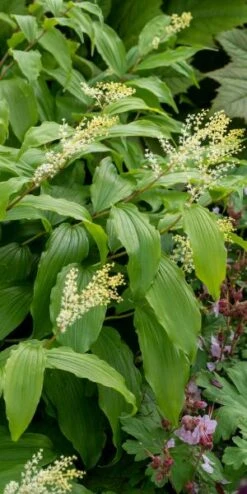 Outlet Botanic Yard Store -Outlet Botanic Yard Store maianthemum paniculatum 6070805
