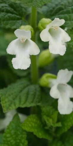 MELITTIS Melissophyllum 'Wit Laag'