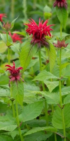 MONARDA 'Cambridge Scarlet' -Outlet Botanic Yard Store monarda cambridge scarlet 8040864