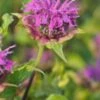 MONARDA 'Prairienacht'