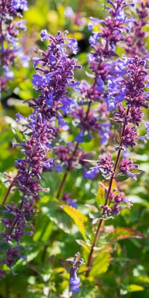 NEPETA Italica 1 NEPETA Italica