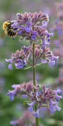 NEPETA Grandiflora 'Summer Magic' PBR