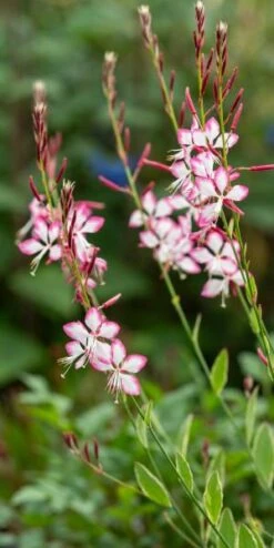 OENOTHERA Lindheimeri Freefolk Rosy ('Harrfolk') (G/v)