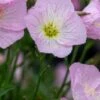 OENOTHERA Speciosa 'Twilight' PBR