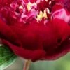 PAEONIA 'Buckeye Belle'