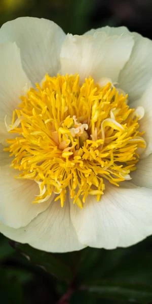 PAEONIA 'Claire De Lune' 1 PAEONIA 'Claire De Lune'
