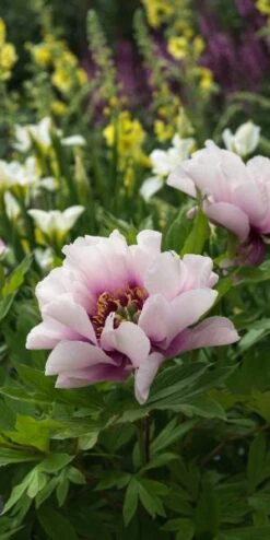 PAEONIA 'Cora Louise' -Outlet Botanic Yard Store paeonia cora louise 6021044