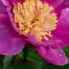 PAEONIA Lactiflora 'Doreen'