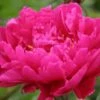 PAEONIA Lactiflora 'Karl Rosenfield'
