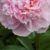 PAEONIA Lactiflora 'Sarah Bernhardt'