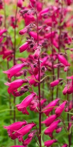 PENSTEMON 'Andenken An Friedrich Hahn' (Garnet)