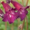 PENSTEMON 'Blackbird'