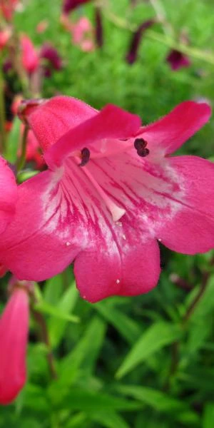 PENSTEMON 'Hewell Pink Bedder' 1 PENSTEMON 'Hewell Pink Bedder'