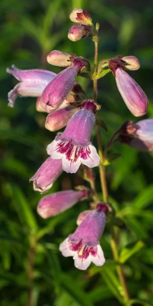 PENSTEMON 'Mother Of Pearl' 1 PENSTEMON 'Mother Of Pearl'