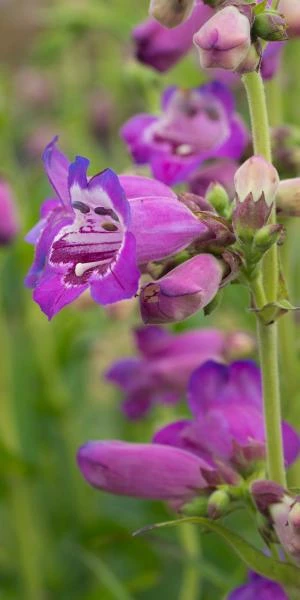 PENSTEMON (Pensham Series) 'Pensham Victoria Plum' 1 PENSTEMON (Pensham Series) 'Pensham Victoria Plum'