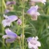 PENSTEMON 'Stapleford Gem'