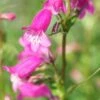 PENSTEMON 'Threave Pink'