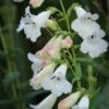 PENSTEMON 'White Bedder'