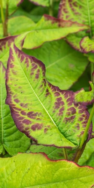 BISTORTA Amplexicaulis 'JS Caliente'PBR 2 BISTORTA Amplexicaulis 'JS Caliente'PBR - Image 2