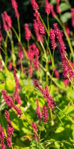 BISTORTA Amplexicaulis 'Firetail' 2 BISTORTA Amplexicaulis 'Firetail' - Image 2