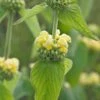 PHLOMIS Russeliana