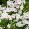 PHLOX Maculata 'Delta'