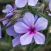 PHLOX Divaricata Subsp.laphamii 'Chattahoochee'