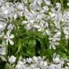 PHLOX Divaricata 'White Perfume'