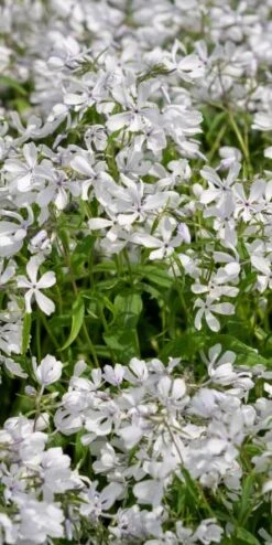 PHLOX Divaricata 'White Perfume'