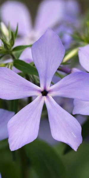 PHLOX Divaricata 'Clouds Of Perfume' 2 PHLOX Divaricata 'Clouds Of Perfume' - Image 2