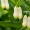 POLYGONATUM X Hybridum