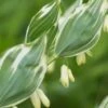 POLYGONATUM X Hybridum 'Striatum'