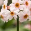 PRIMULA Japonica 'Alba'