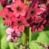 PRIMULA Japonica 'Miller's Crimson' (Pf)