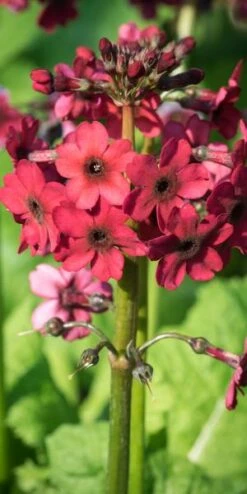 PRIMULA Japonica 'Miller's Crimson' (Pf)