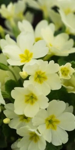 PRIMULA Vulgaris (Pr/Prim)