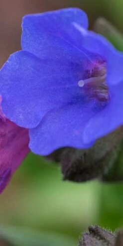 PULMONARIA 'Blue Ensign' 5 PULMONARIA 'Blue Ensign' -Outlet Botanic Yard Store pulmonaria blue ensign 1270180